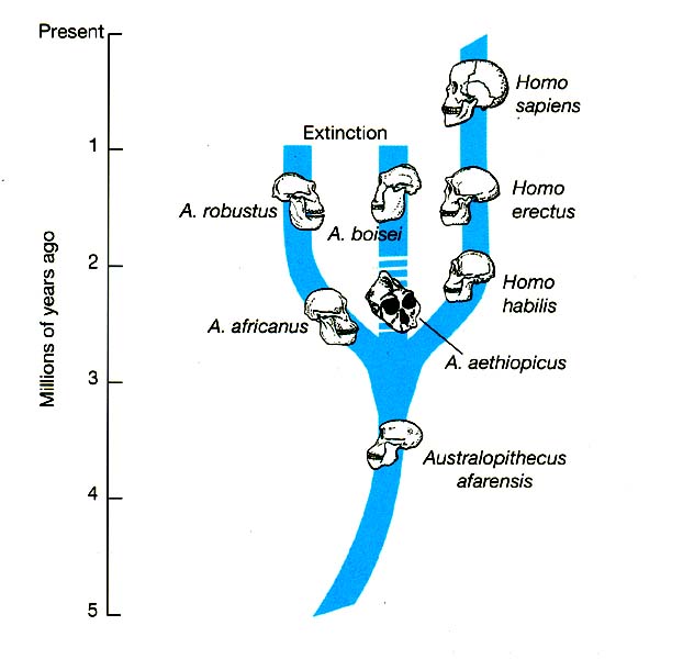 A evoluo da espcie humana